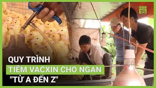 Lưu ý quan trọng khi tiêm vắc xin cho ngan | VTC16