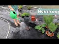 Watering Your Plants | A Quick Guide