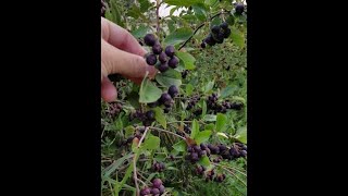 Nebraska Viking Aronia Berry field tour of 2018’s bumper crop