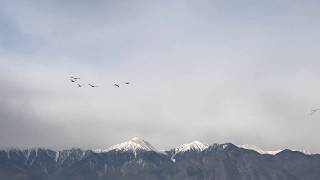 アクアピア安曇野周辺に飛来した白鳥