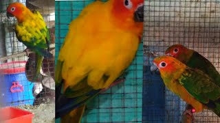 sunconure age kaise jane|| young adult or semi adult sunconure ka age indentify