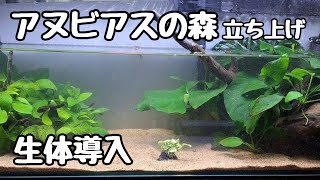 アヌビアスの森水槽立ち上げ 生体導入！【アクアリウム】