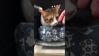 Jelly \u0026 Ahkin｜貓咪卡達移民台灣｜海灣寵物移民代辦｜Cats from Qatar to Taiwan #cat