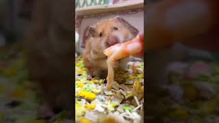 金絲熊 可愛ー hamster roborovski funny hampster crazy hamsters #winterwhitehamster #hamsterhabitats