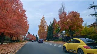 (2) Roseville Pkwy Fall Color, California.