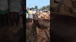 புதுக்கோட்டை மாட்டு சந்தை |வாரத்தில் இரண்டு நாள் வியாழக்கிழமை | வெள்ளிக்கிழமை சந்தை |நடக்கும்