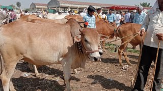 दोन दात चार दात गावरान जातीची कामाला चालू 🐂वासरं देऊळगाव राजाच्या बैल बाजारात आली विक्रीला 65 हजार