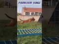 ❎ the impossible is possible malinois defy gravity