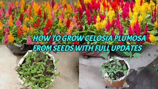 HOW TO GROW CELOSIA PLUMOSA FROM SEEDS WITH FULL UPDATES