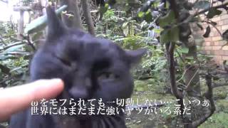 【ω閲覧注意】初見の黒猫、中ボスクラスのωを晒す