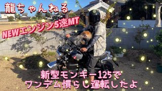 『バイク犬』新型モンキー125納車したのでワンデムで慣らし運転しました🐶バイク犬デビューです✨インプレもするよ🐾『ポメラニアンの龍ちゃんねる』Pomeranian