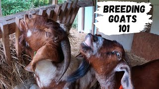 Beginners Guide To Breeding Goats