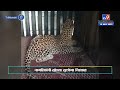 nashik nifad leopard lockup निफाड तालुक्यात आणखी एका बिबट्याला जेरबंद करण्यात आलं यश