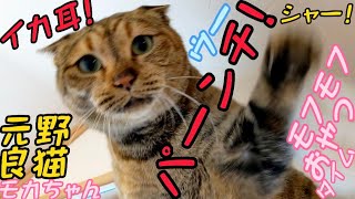 私にだけなつかない保護猫モカちゃんシャー！ウーパーンチ！モフモフ猫じゃらしおやつタイム😸2023/05/22【保護猫 なつくまで】