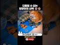 결국 되돌릴 수 없는 강을 건넌 양이ㅠㅠ viral viralvideo