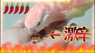 激辛トウガラシをインコと文鳥にあげてみた反応