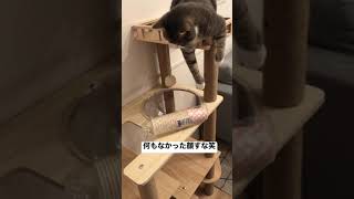 声出そうとしたらあくびが出てしまった猫