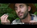 亚马逊雨林的十大“恐怖”生物！危险程度远超人们想象，连最不起眼的昆虫都可能是致命的元凶！【黑土日记】