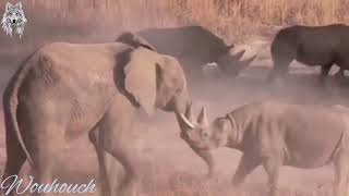 Elephant vs Rhino Real Fight - Ephant Shows Who_s(720P_HD).mp4