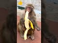 monkey monkey eating banana is so cute shortsvideo monkey bandar