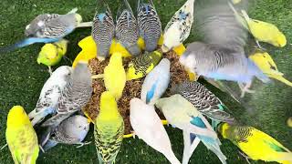 30 Minutes Hungry Budgies Mix Seeds Diet Treat To Boost Breeding \u0026 Care Health