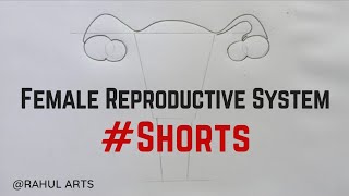 How to draw Female Reproductive System in easy steps #shorts #femalereproductive