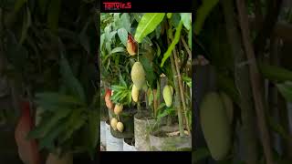 নার্সারীর হরেক রকমের আমের জাত | Variety of Mango Saplings in Nursery