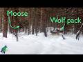 Big wolf pack chasing bull moose