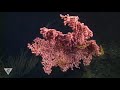 Deep relaxation: Breathe and unwind in deep-sea coral and sponge gardens