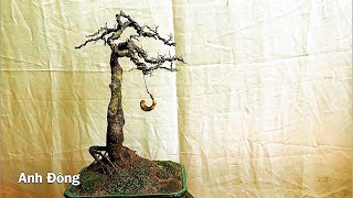 Ép chậu cây me bonsai