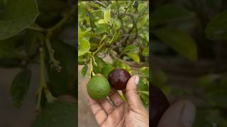 மணிலா டென்னிஸ் ball செர்ரி சுவை எப்படி இருக்கும்.#terrace garden