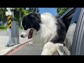 幫忙（搗蛋）領五倍卷的tama 邊境牧羊犬 ボーダーコリー border collie