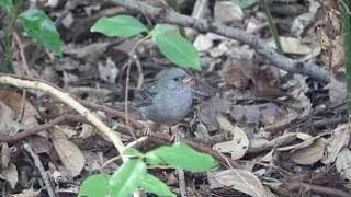 自然環境保全センター 自然観察園のクロジ（雄）その７５（4K60P動画）