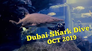 Dubai Mall Aquarium Shark Dive 2019