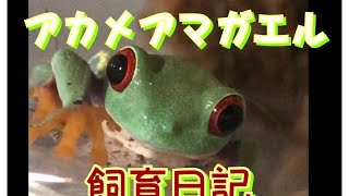 アカメアマガエル飼育日記