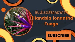 EP​ 76 เชื่อไหมสับปะรดก็โตในอากาศได้ Tillandsia​ ionantha​ Fuego