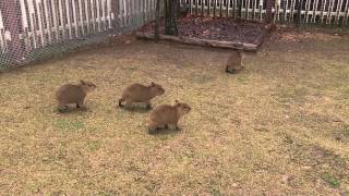 カピバラ　（阿蘇ファームランド篇）五つ子ちゃんで大家族に