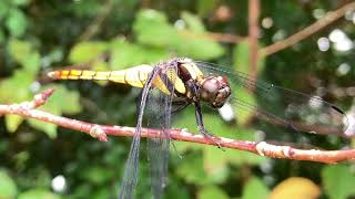 オキナワオオシオカラトンボの若いオス♂ Orthetrum melania ryukyuense　沖縄のトンボ　Dragonfly　insects