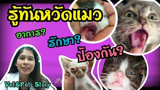 หวัดแมว ติดคนไหม รักษายังไง กี่วันหาย | cat flu