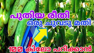 വർഷം മുഴുവൻ ചാക്ക് കണക്കിന് കക്കരി പറിക്കാം Cucumber Plant growing malayalam