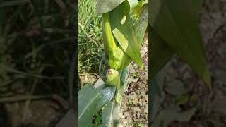 Plant of maize #farming protein se bharpur food #amazingfacts