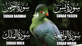 Surah Yaseen ❤ Surah Rahman ❤ Surah Al Waqia ❤ Surah Al mulk ❤ Soothing Quran recitation