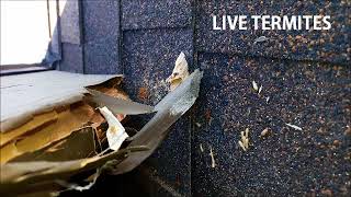 Live Termites