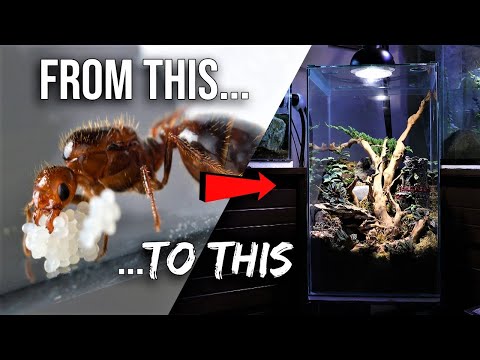 How to Raise an Ant Colony 101 The Ultimate Guide to Keeping Pet Ants