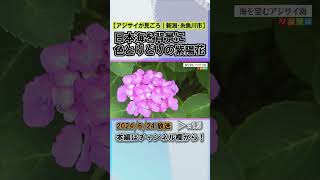 日本海を望む高台に1500株 色鮮やかなアジサイが見ごろに #news #short  #ux新潟テレビ21 #新潟