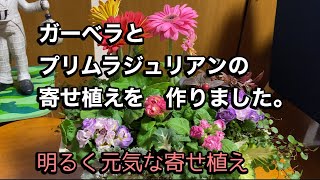 【ガーベラと、八重様きジュリアンの寄せ植え】華やかで明るく元気、お正月のお花