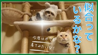 服を着せられても、嬉しそうな顔をする猫の理由とは？！