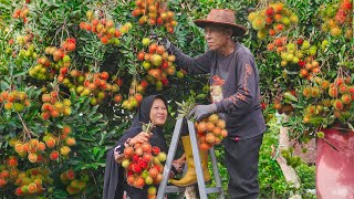 Panen Rambutan Manis di Kebun | Masak Bakso Ayam Rambutan Komplit, dan Asinan Rambutan