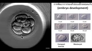 การเจริญเติบโตของตัวอ่อนมนุษย์ (embryo development) ไม่เคยเห็นต้องดู!!!