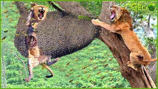 Silly Lion Receives A Painful End When Trying To Destroy A Hornet's Nest To Take Honey |Animal Fight